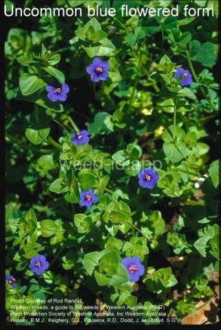 pimpernel, scarlet